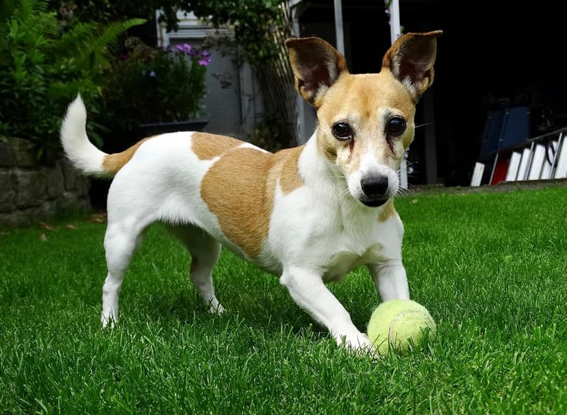 Tennis ball